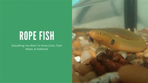 The Complete Care Guide For Rope Fish .